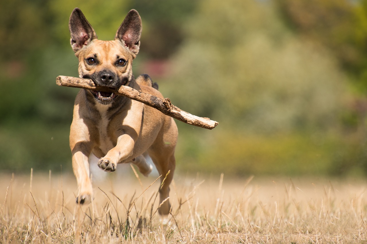 Dog Poop Pickup in Huron Twp Michigan