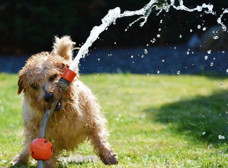 Dog Poop Pickup in Huron Twp Michigan