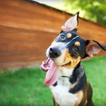 Dog Poop Pickup in Huron Twp Michigan