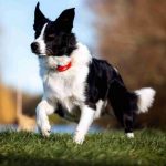 Dog Poop Pickup in Huron Twp Michigan