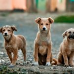 Dog Poop Pickup in Huron Twp Michigan