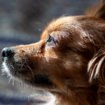 Dog Poop Pickup in Huron Twp Michigan