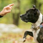 Dog Poop Pickup in Huron Twp Michigan